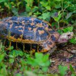 indotestudo-elongata-w-1500