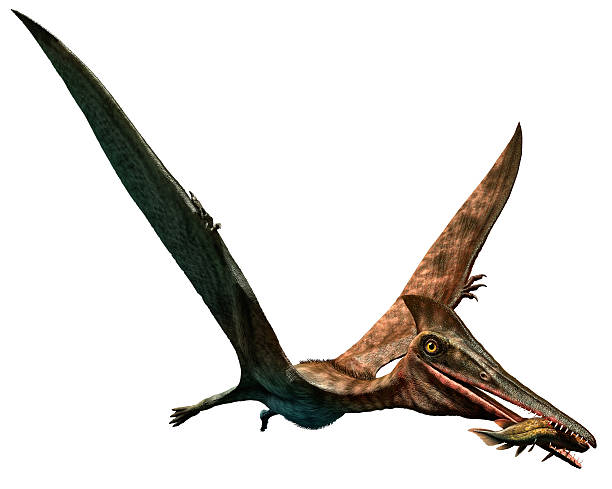 Pterodactylus