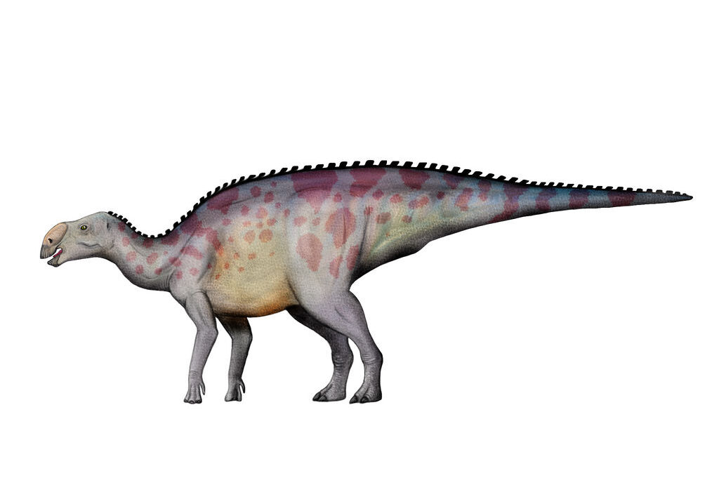 Kritosaurus