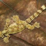 kuhls-flying-gecko-ptychozoon-kuhli-2-w-1500