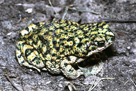 Ropucha zelenavá