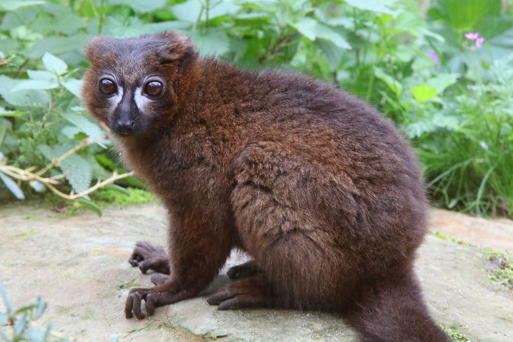 Lemur rudobřichý
