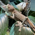 leaf-tail-gecko-uroplatus-fimbriatus