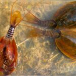 lepidurus-apus-1211788_1280