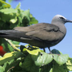 Lesser Noddy (Anous tenuirostris), Bird Island, Republic of Seychelles, Indian Ocean, Africa