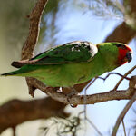 litlori_5292_big