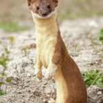 long-tailed-weasel-0386-mustela-frenata-michael-trewet