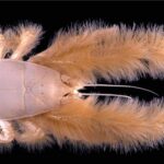marine-curio-14-Kiwa-hirsuta-Yeti-crab-featured