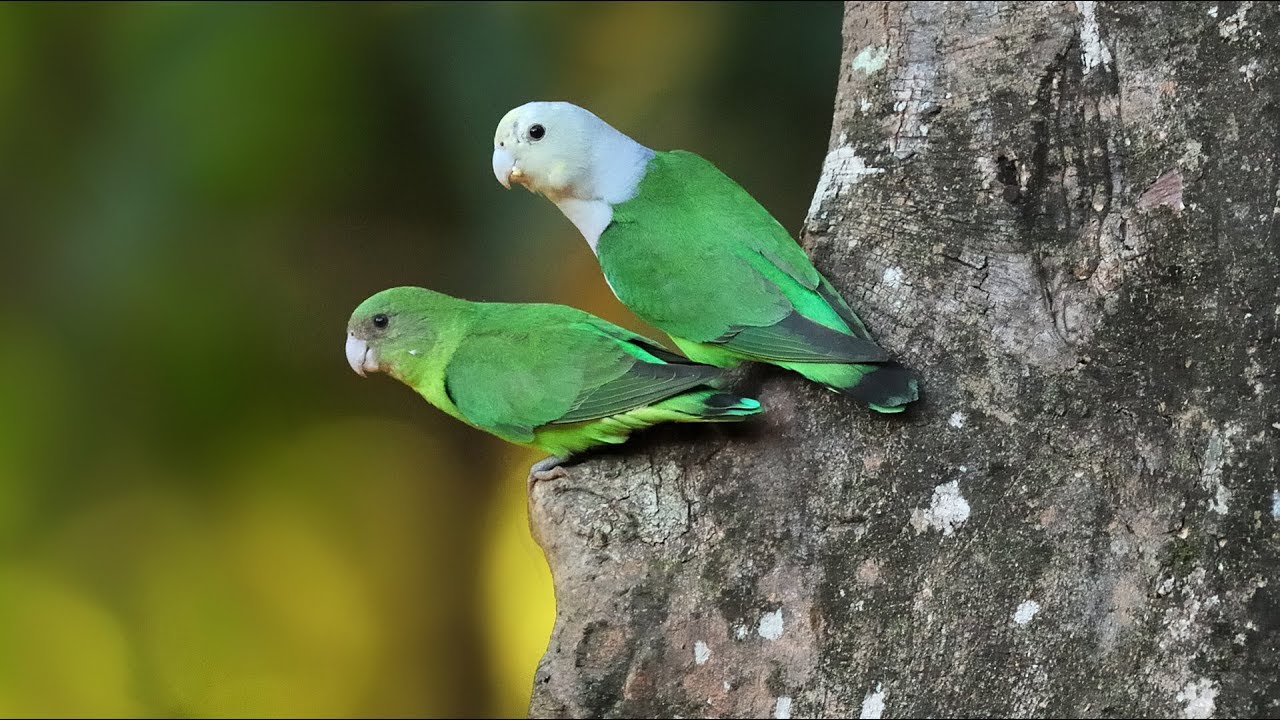 Agapornis šedohlavý