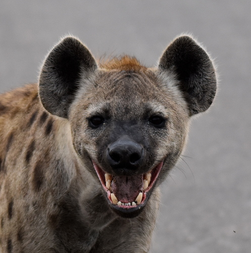 Hyena skvrnitá