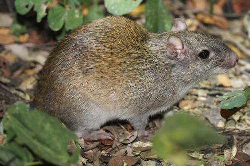 Phyllomys unicolor