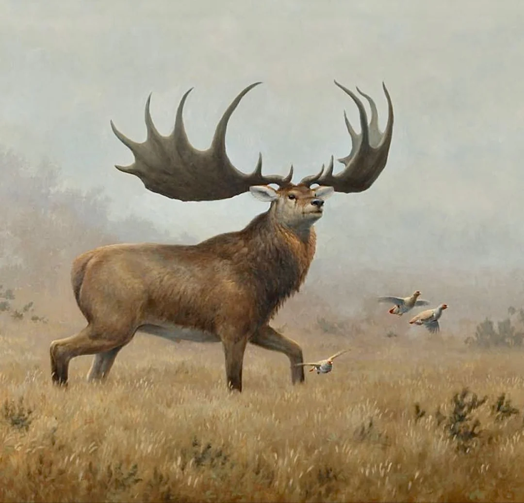 Megaloceros giganteus