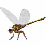 meganeura-was-an-insect-dragonfly-that-lived-in-the-carboniferous-period-of-france-and-england-2DBYM9E