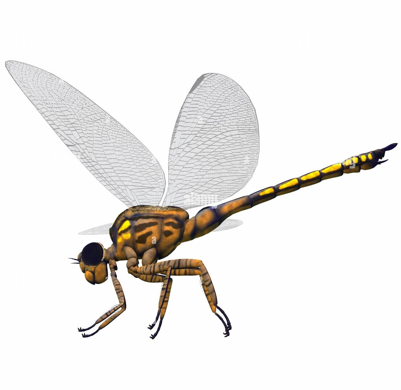 Meganeura