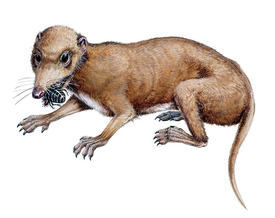 Megazostrodon