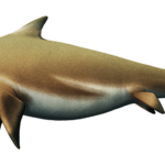mixosaurus
