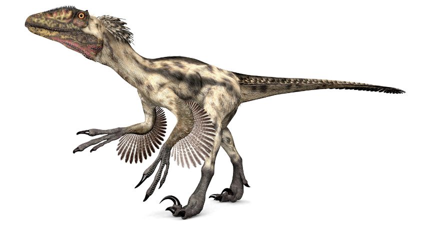 Dromaeosaurus