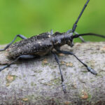 monochamus_sutor_sutor_5