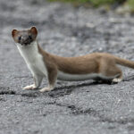 mustela_erminea_ee6229
