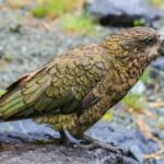 nestor_kea_Nestor_notabilis_-Mark_Whatmough_CC-BY-SA-2.0