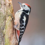 strakapoud prostřední (Dendrocopos medius) Middle spotted woodpecker