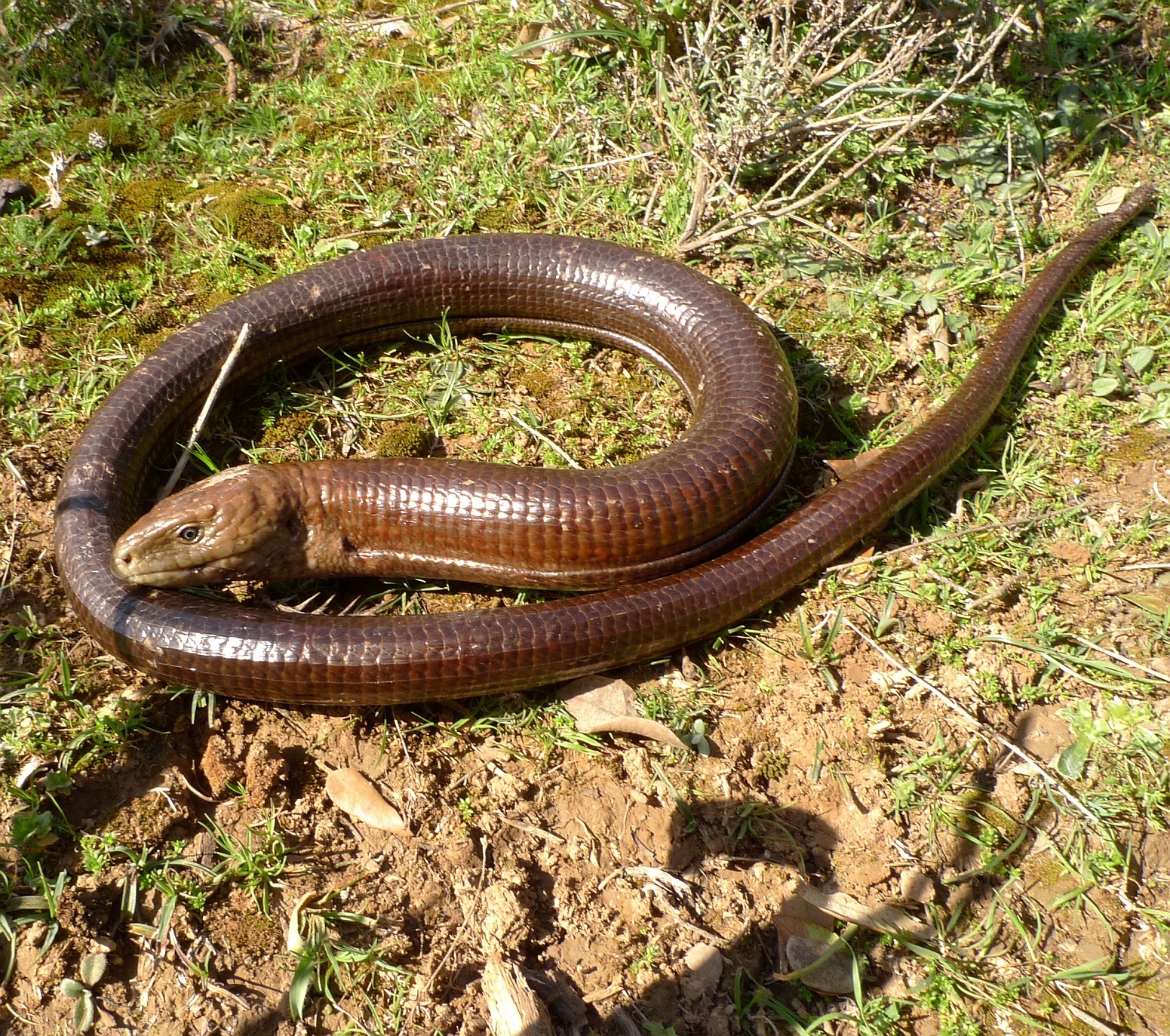 Blavor žlutý