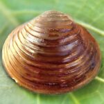 Korbikula asijská original