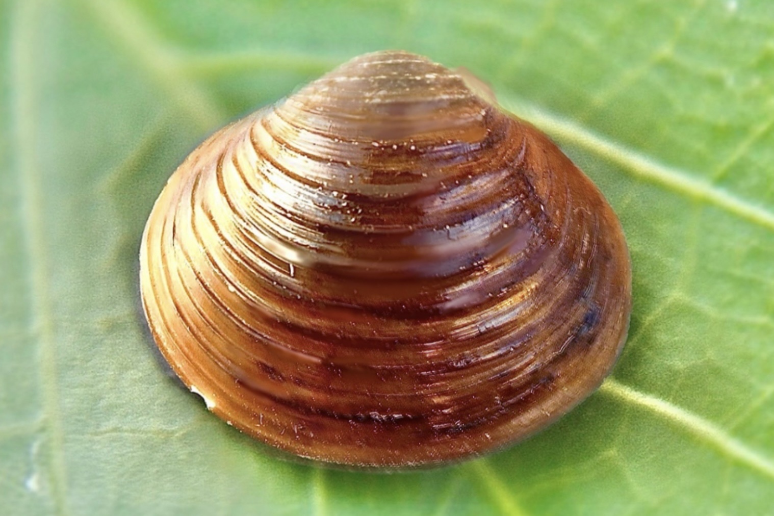 Korbikula asijská