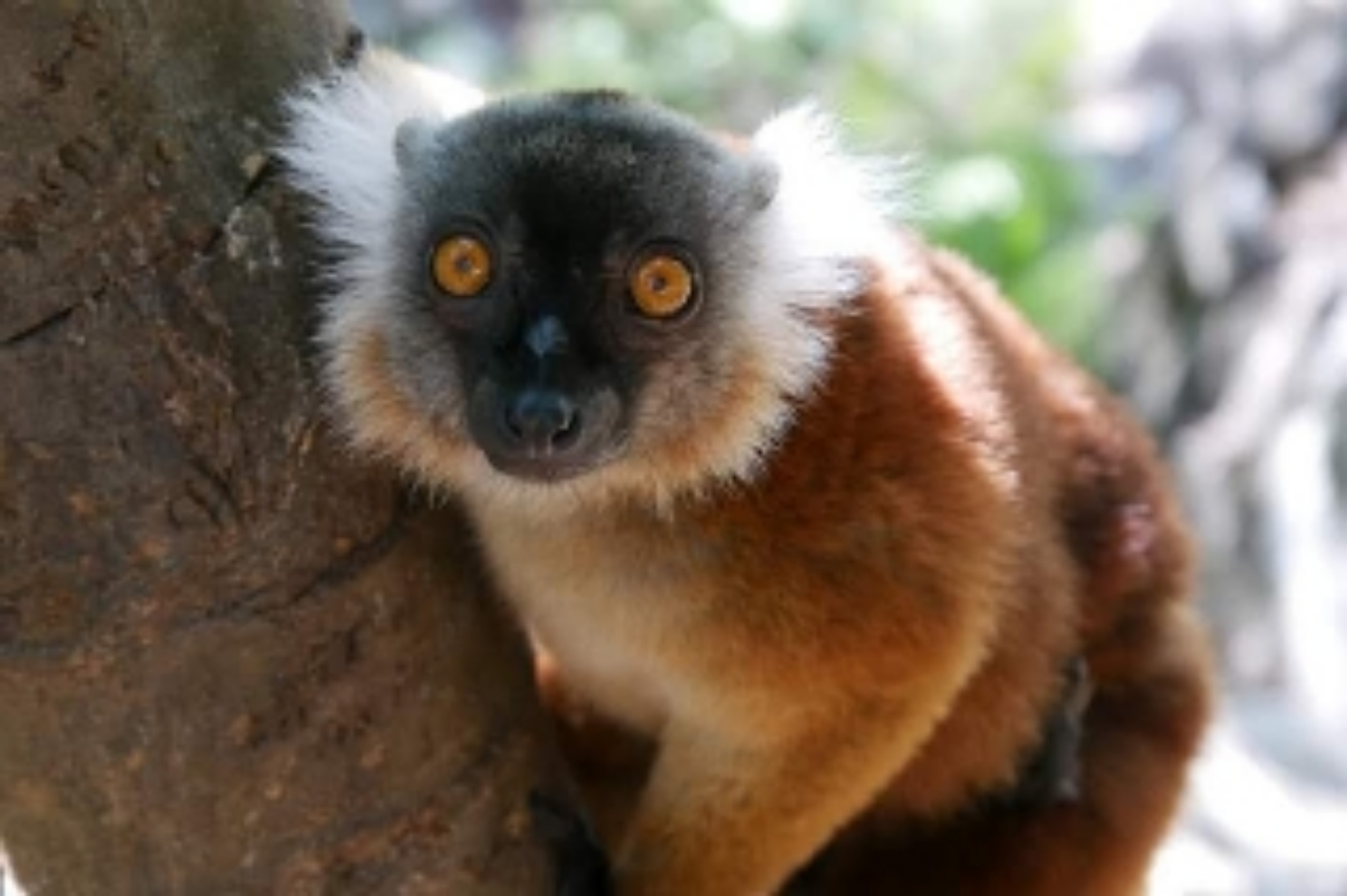 Lemur tmavý