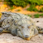 orinoco-crocodile-crocodylus-intermedius-full-body-laying-down-facing-camera.jpg