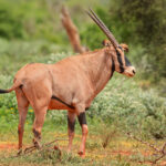 oryx-beisa-oryx-gazella-beisa-1006