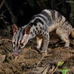 owston’s-civet-chrotogale-owstoni