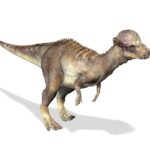 pachycephalosaurus_l_c101