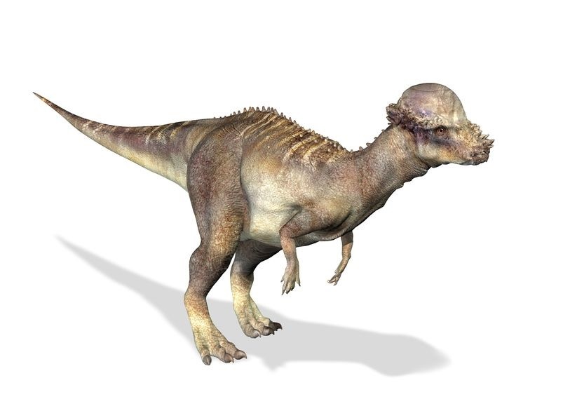 Stegoceras