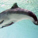 porpoise