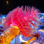 protula-bispiralis-hard-tube-coco-worm-red