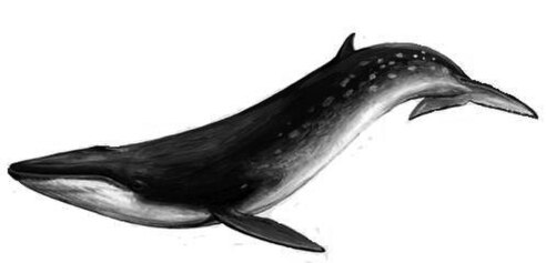 Archaebalaenoptera castriarqua