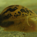 radix-auricularia-1