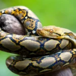reticulated-python-Malayopython-reticulatus.jpg