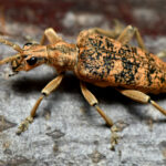 rhagium_sycophanta_3