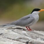 river-tern-w-1500