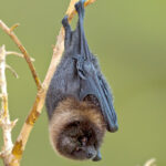 rodrigues-fruit-bat-03