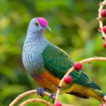 rosecrownedfruitdove.jpg