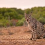 rys-pardalovy-lynx-pardinus-7017
