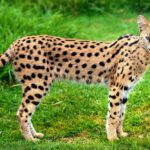 Serval serval_shutterstock_124773505