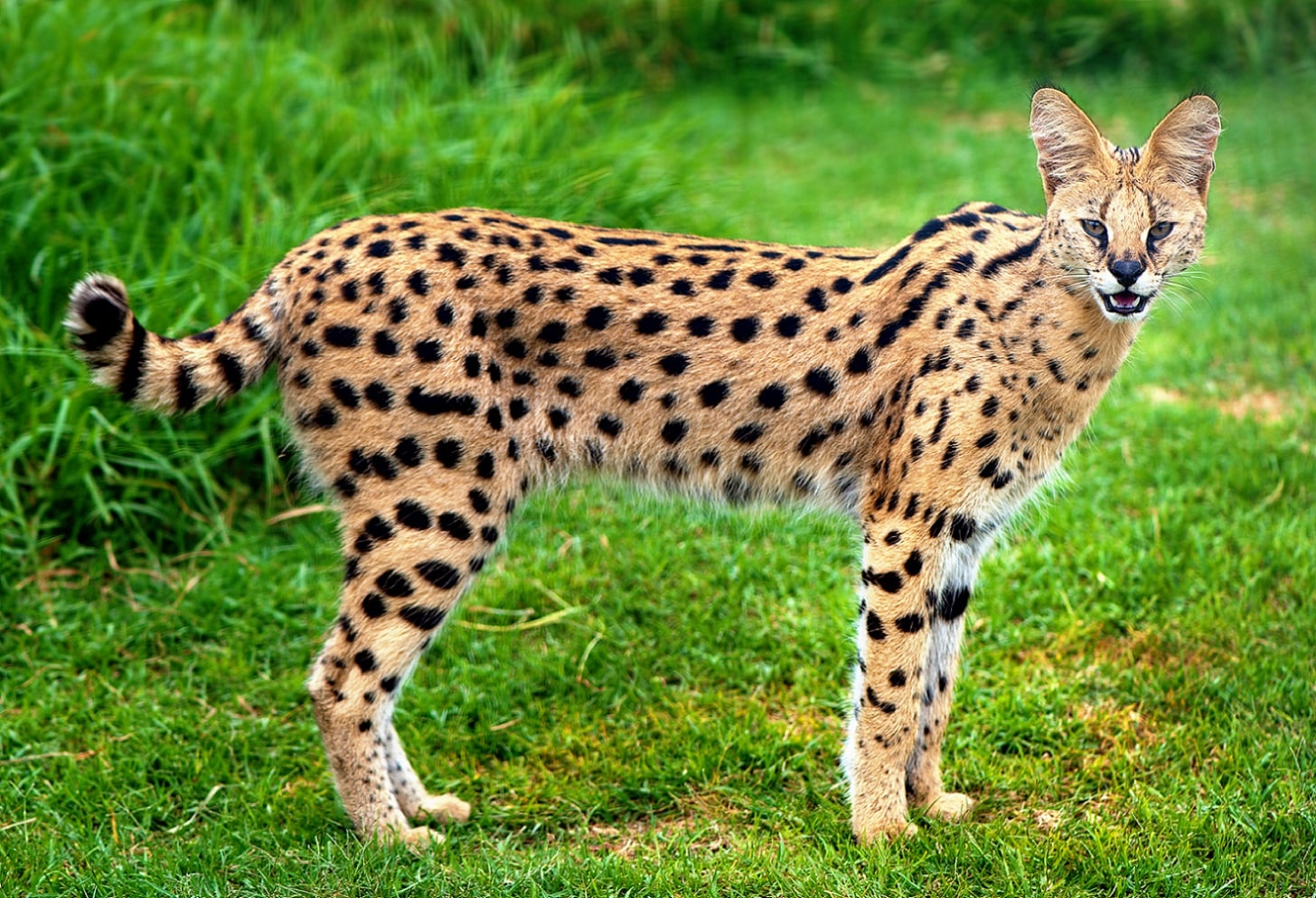 Serval