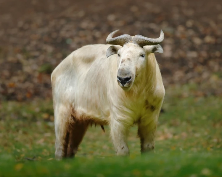 Takin čínský