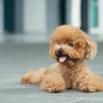 shutterstock_1032770239