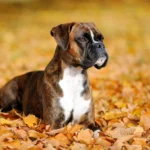 shutterstock_117260971