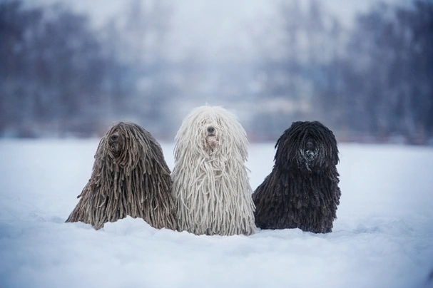 Puli